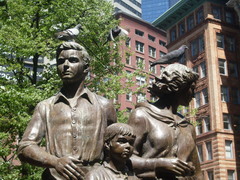 Columba livia domestica