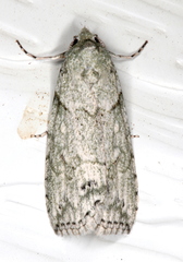 Calathusa basicunea
