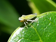 Bucephalogonia xanthophis