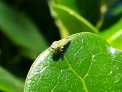 Bucephalogonia xanthophis