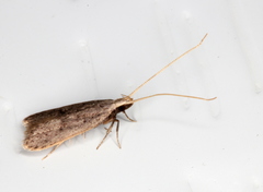 Lecithocera imprudens