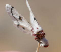 Hemileuca neumoegeni