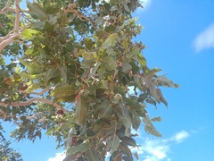 Corymbia flavescens