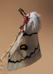 Hemileuca neumoegeni