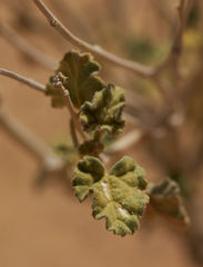 Vanessa virginiensis