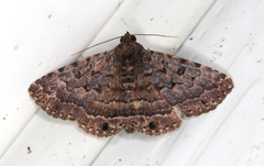 Diatenes aglossoides