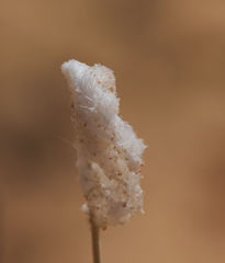 Vanessa virginiensis