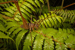 Pachyrhamma acanthocerum