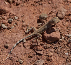 Callisaurus draconoides rhodostictus