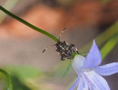 Oncocoris geniculatus