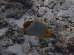 Chaetodon xanthocephalus