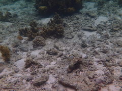 Chaetodon xanthocephalus