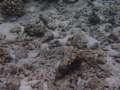 Chaetodon xanthocephalus