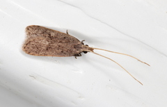 Lecithocera imprudens