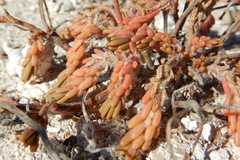 Portulaca californica