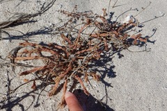 Portulaca californica