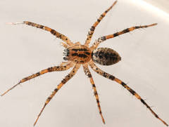 Ticopa