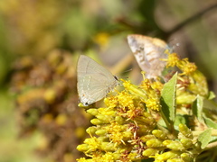 Allosmaitia strophius