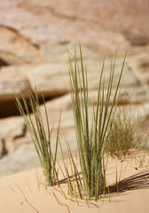 Yucca utahensis