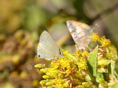 Allosmaitia strophius