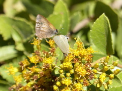 Allosmaitia strophius