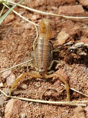 Uroplectes planimanus