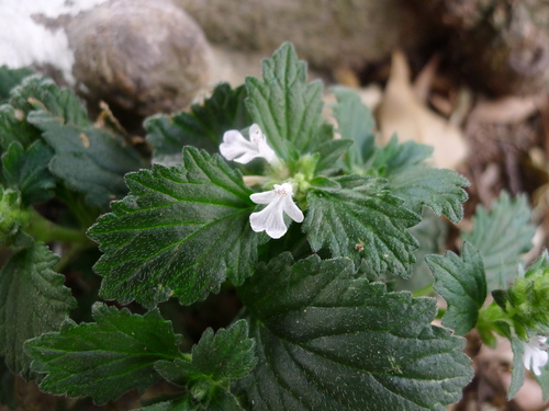 Ajuga ciliata iNat (1)