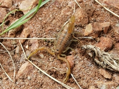 Uroplectes planimanus