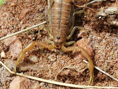 Uroplectes planimanus