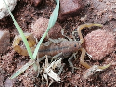 Uroplectes planimanus