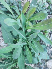 Sonchus lingianus