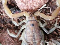 Uroplectes planimanus