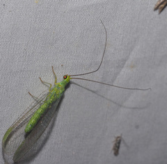 Plesiochrysa ramburi
