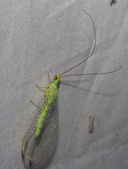 Plesiochrysa ramburi
