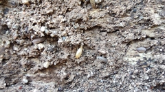 Nicoletiidae