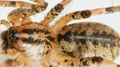 Ticopa