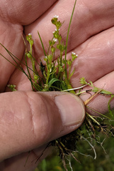 Plagiobothrys bracteatus