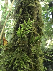 Trachyloma diversinerve