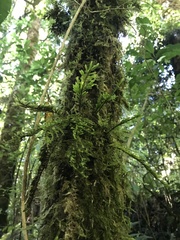 Trachyloma diversinerve