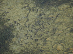 Hesperoleucus symmetricus