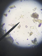 Tetradesmus