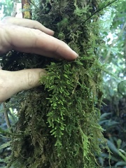 Trachyloma diversinerve