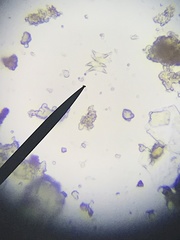 Tetradesmus