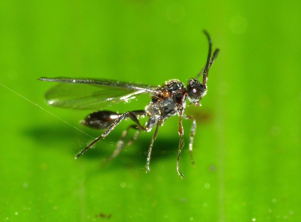 Belytinae