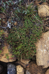 Cherleria marcescens