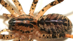Ticopa