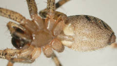 Ticopa