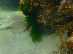 Trygonoptera imitata
