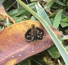 Taractrocera ardonia lamia