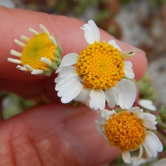 Perityle crassifolia robusta